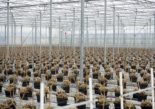 Glastuinbouwbedrijf met potten planten