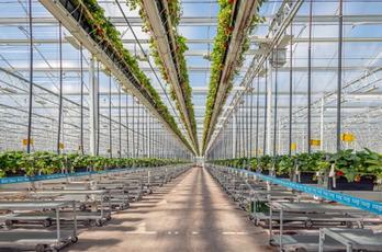 Kas waar aarbeien verbouwd worden