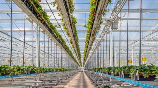 Kas met aardbeienplanten