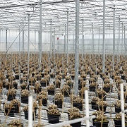 Potten met planten in de kas