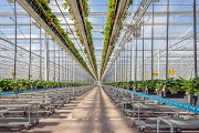 Kas met aardbeienplanten